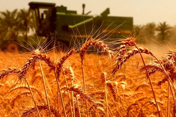 جدیدترین خبرها درباره افزایش قیمت خرید تضمینی گندم