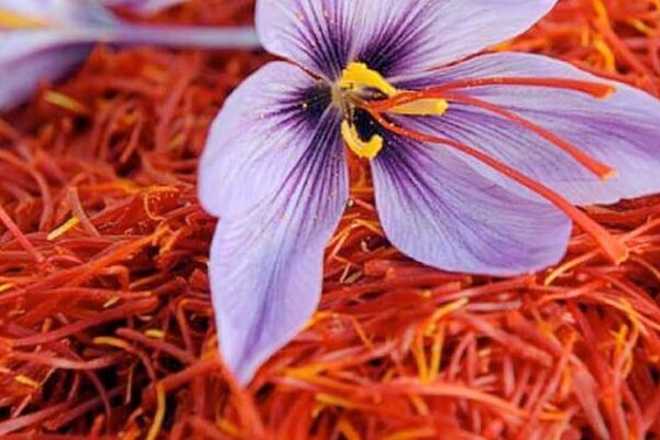 قیمت طلای سرخ عقب‌نشینی کرد 