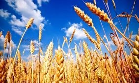 قیمت تضمینی گندم؛ تا کی باید منتظر اعلام رسمی باشیم؟