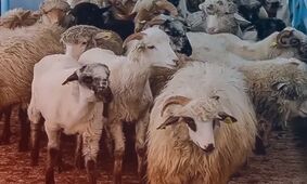 قیمت گوسفند زنده امروز پنجشنبه  ۹ مرداد ۱۴۰۴ / ارزان ترین و گران ترین استان ها مشخص شدند +جدول