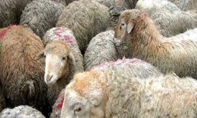 قیمت دام زنده اعلام شد / ارزان‌ترین و گران ترین استان ها کدامند؟ + جدول