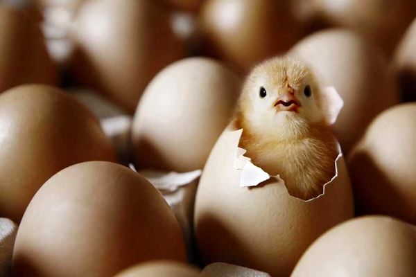 افزایش قیمت بی سابقه تخم مرغ / رشد ۱۰ هزار تومانی در یک روز