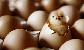 افزایش قیمت بی سابقه تخم مرغ / رشد ۱۰ هزار تومانی در یک روز