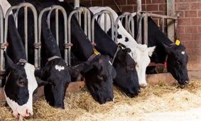 راز اصلی بحران بازار گوشت و شیر برملا شد!