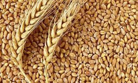 گندم در جهان گران تر شد؛ نان ایران چه می شود؟