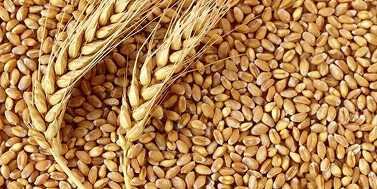 گندم در جهان گران تر شد؛ نان ایران چه می شود؟