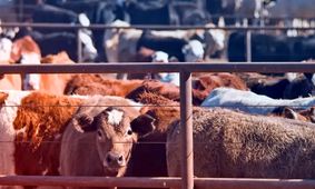 قیمت دام زنده امروز سه شنبه  ۳۱ تیر ۱۴۰۴ + جدول