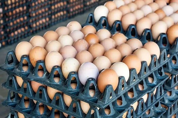 قیمت تخم مرغ امروز به اوج خود رسید؛ هر شانه تخم مرغ چند؟