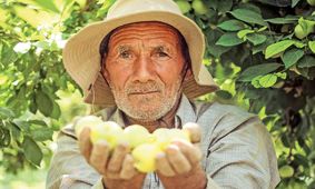 مهار تورم محصولات کشاورزی‌ از طریق مدیریت قیمت نهاده