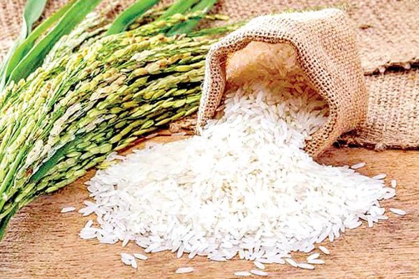 قیمت روز برنج ایرانی ۲۷ مهر ۱۴۰۴ - برنج هاشمی ۱۰ کیلویی چند؟