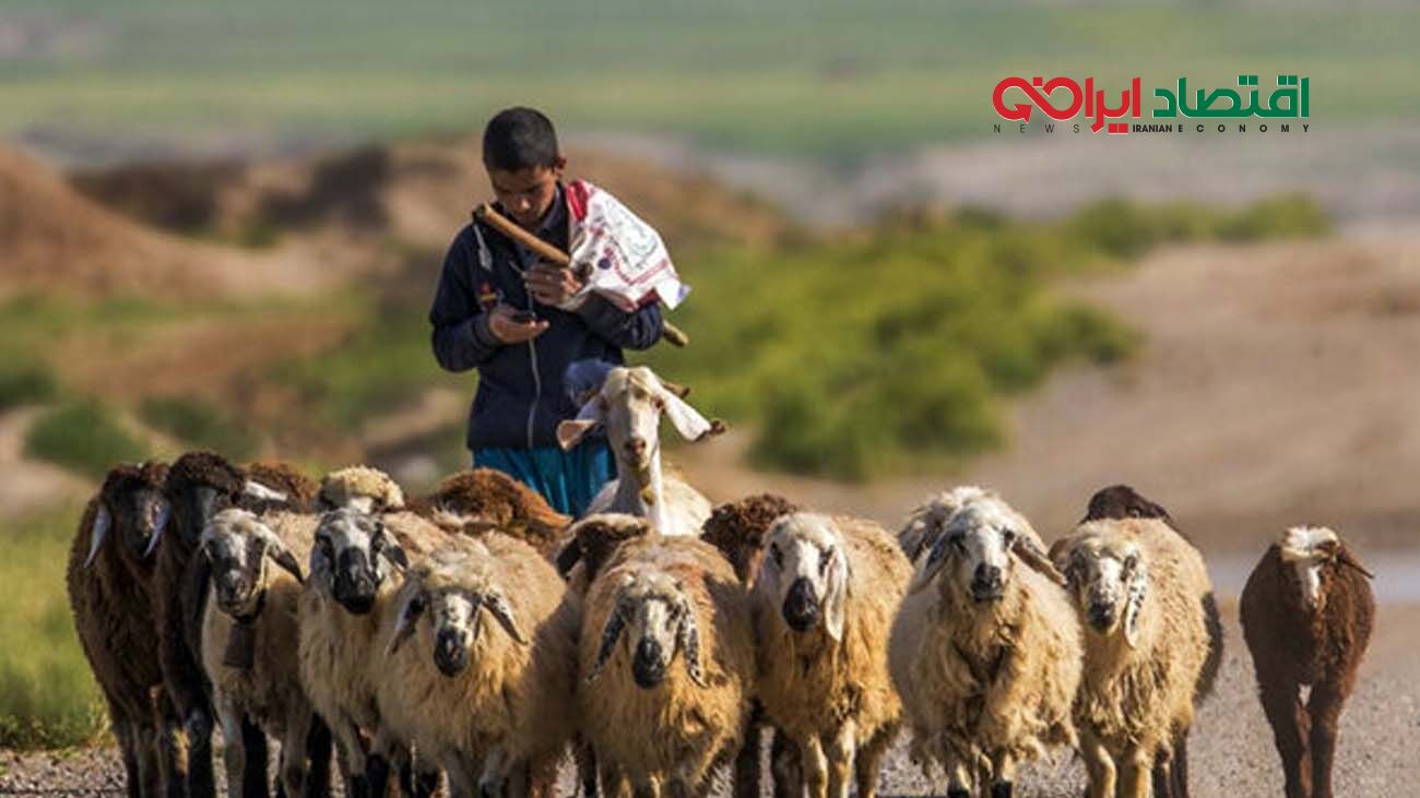 حقوق چوپان ها افغانستانی در ایران دلاری شد!