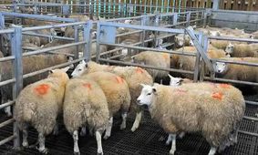 قیمت دام زنده امروز ۲۸ مهر 1404 + جدول