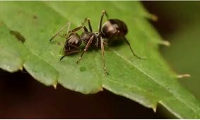 مورچه ها از روی ادرار انسان سرطان را تشخیص می‌دهند