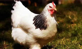 قیمت جدید مرغ در ماه رمضان