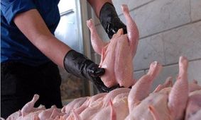 مرغ ارزان می شود؟