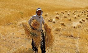 پیری در کشاورزی/ سن کشاورزان ایرانی 6 سال بالا رفت!