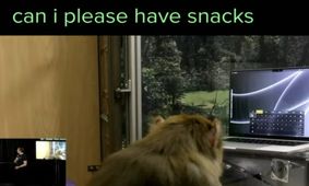 میمونی که می‌تواند از طریق تراشه مغزی نورالینک ایلان ماسک با ذهنش تایپ کند [تماشا کنید]
