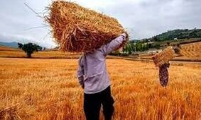 نهاده های فروخته شده گران  می شود؟