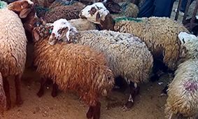 ارزان ترین و گران ترین قیمت دام زنده متعلق به کدام استان ها است؟ + جدول قیمت ۳۰ مرداد