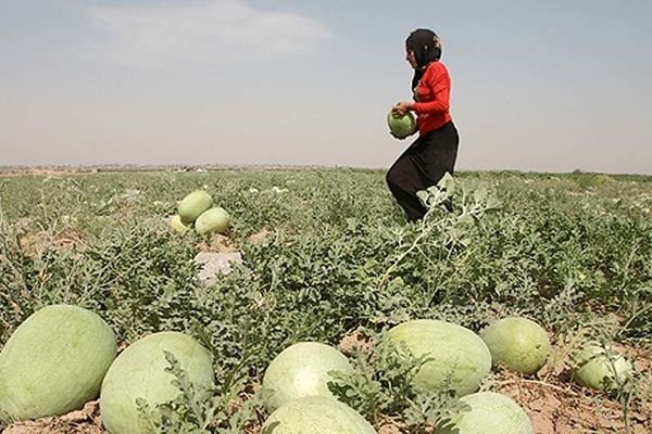 بحران قیمت، کشاورزان را به نابودی هندوانه‌ها کشاند + فیلم