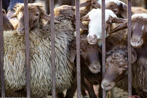 قیمت دام زنده ۱۳ تیر ۱۴۰۴ مشخص شد / ارزن ترین و گران ترین استان ها کدامند؟ + جدول