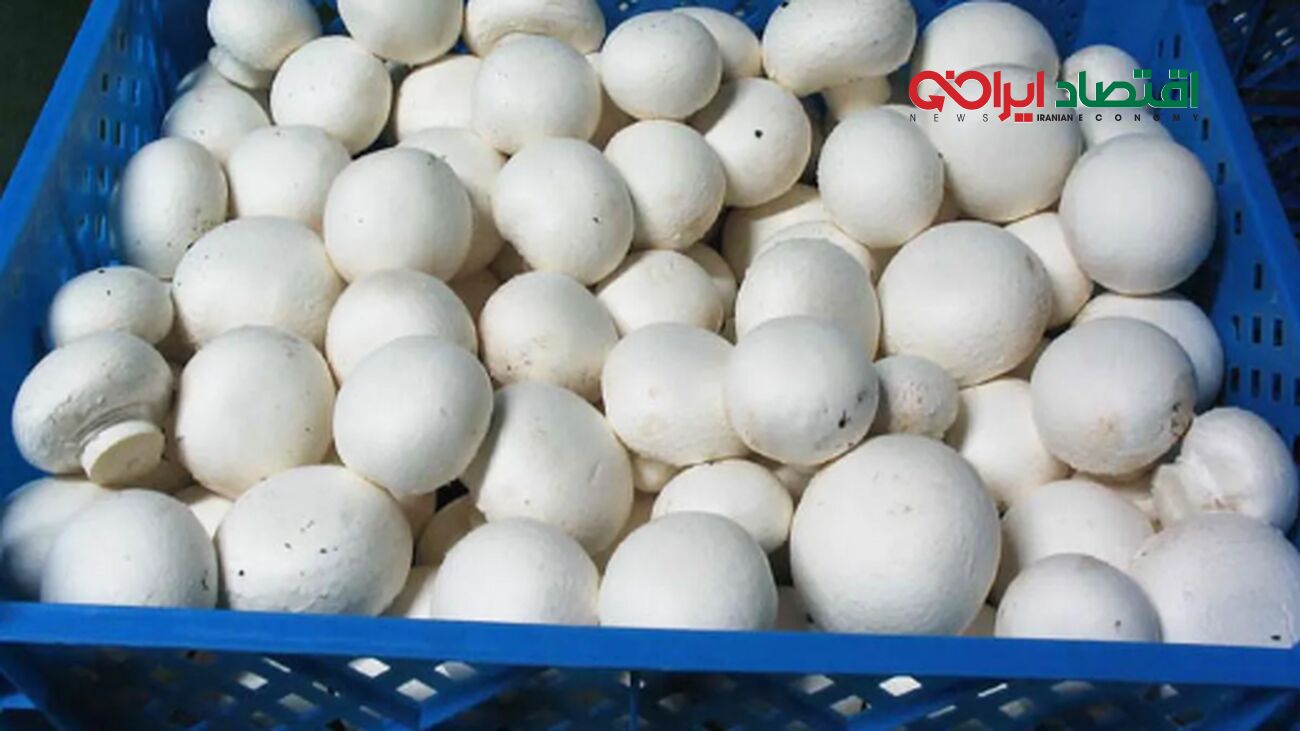 از سوپرمارکت تا میوه‌فروشی: قیمت قارچ چقدر است؟