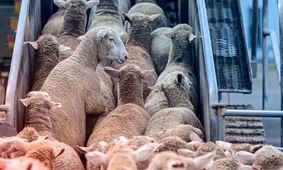 قیمت روز دام زنده ۳۰ تیر ۱۴۰۴ +جدول