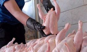 علت گرانی مرغ مشخص شد + فیلم