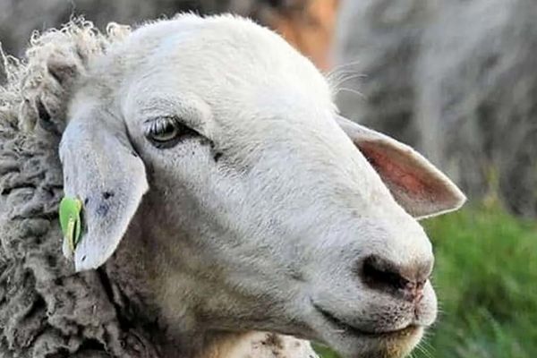 قیمت دام زنده امروز 2 تیر ۱۴۰۴  در بازار استان ها مشخص شد + جدول