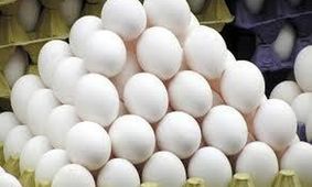 افزایش نجومی قیمت تخم مرغ! قیمت یک شانه تخم مرغ رکورد زد!
