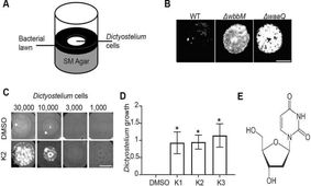 کشف سلاحی جدید برای مقابله با باکتری مقاوم به آنتی‌بیوتیک
