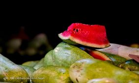 مناطق "کشت هندوانه ممنوع"، مشخص شد