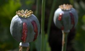 پس لرزه 2 برابر شدن قیمت تریاک /به معتادان بالای 60 سال تریاک دولتی بدهند؟
