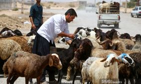 جدیدترین قیمت دام زنده اعلام شد + جزییات