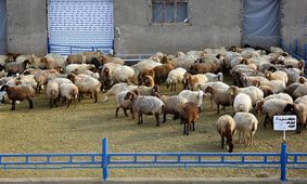 قیمت دام زنده امروز 14 آبان 1404 + جدول