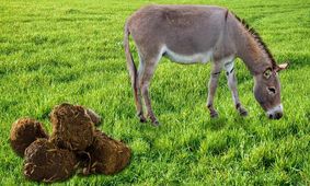 خواص عنبر نسارا (مدفوع الاغ ماده یا پشکل ماچلاق)