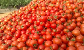 گوجه فرنگی دانه ای 18 هزار تومان / 4 برابر ناقابل !
