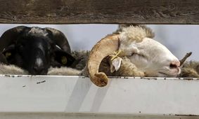 قیمت دام زنده امروز ۱۵ اردیبهشت ۱۴۰۴/ ارازن ترین و گران ترین استان ها مشخص شدند+جدول