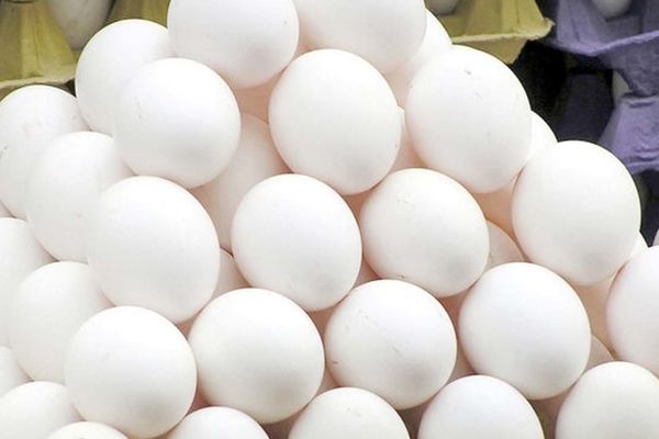 شوک تازه به سفره مردم/ تخم‌مرغ ۶۳ درصد گران شد