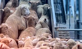 جدیدترین قیمت دام زنده امروز 27 مرداد 1404 + جدول