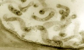 دانشمندان ژاپنی کوچک‌ترین شکل حیات را با مهندسی ژنتیک به حرکت درآورند
