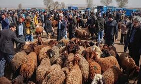 قیمت دام زنده امروز ۱۰ خرداد ۱۴۰۳ اعلام شد 
