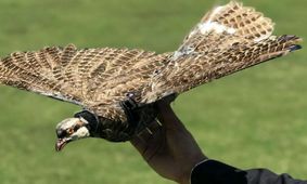 ساخت پهپاد جاسوسی با استفاده از بدن پرندگان مرده [تماشا کنید]
