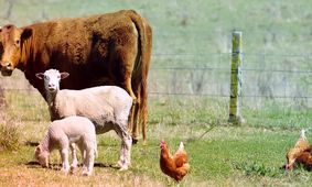 جدیدترین قیمت دام زنده امروز ۳ مهر 1404 + جدول