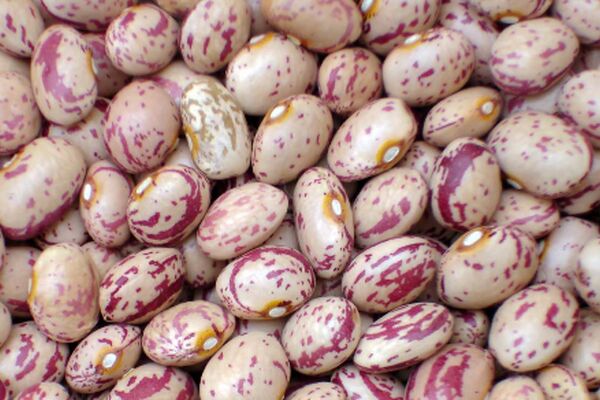خوراک لوبیا با طعم گرانی / هزینه یک ماه خانواده فقط برای  مصرف خوراک  لوبیا چقدر می شود؟