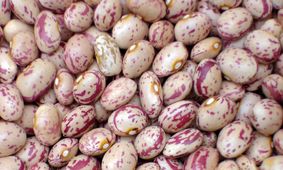 خوراک لوبیا با طعم گرانی / هزینه یک ماه خانواده فقط برای  مصرف خوراک  لوبیا چقدر می شود؟