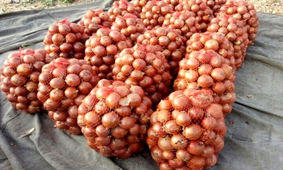 پشت پرده گرانی پیاز در بازار / دلیل اصلی گرانی پیاز چیست؟!