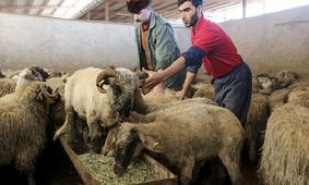 قیمت دام زنده امروز ۲۴ تیر ۱۴۰۴ اعلام شد / کدام استان ارزان‌ترین نرخ را دارد؟