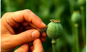 بحران کاهش تریاک؛ راه‌حل مناسب برای صنعت داروسازی چیست؟