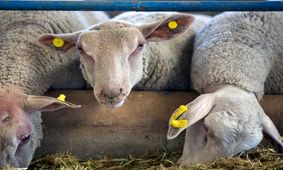 کاهش قیمت گوسفند زنده در بازار / علت چیست؟